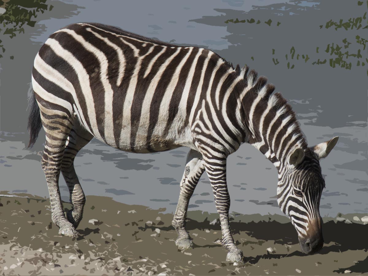 Equus quagga